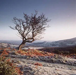 Frosty scene - wind-shaped Hawthorn tree Frosty scene - wind-shaped Hawthorn tree
