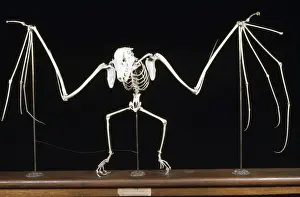 Prints of KEL-1153 Fruit Bat / Flying Fox Skeleton Tropical Forest of Ceylon Pteropus edwardsii Ken Lucas Please note that prints are for personal display purposes only and may not be reproduced in any way Edwardsii Prints: Fruit Bat / Flying Fox Skeleton Print