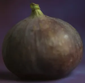 Fruit And Vegetable Photography Prints: Fig - in studio