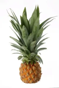 Jean Michel Labat Artwork Prints: Pineapple