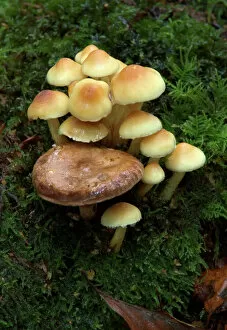 Fungus Collection: Fungi Group of Sulphur Tuft (with Lactarius circellatus) October Knapp Wood Nature Reserve E