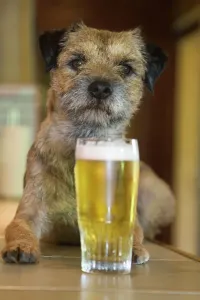 Border Terrier in a Pub with Beer Print