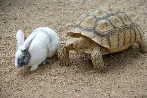 Funny Prints: Dwarf Rabbit with Tortoise Print