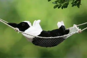Rabbit in a Hammock Print