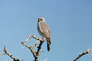 Gabar Goshawk - adult plumage Gabar Goshawk - adult plumage