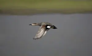 Duck Species Prints: Gadwall - in flight