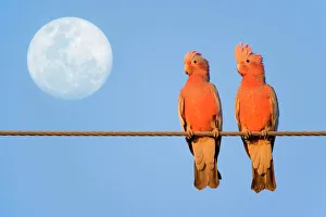 Galah - a pair of Galahs in love sit on a rope with the full moon in their background Galah - a pair of Galahs in love sit on a rope with the full moon in their background