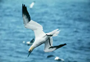 Northern Gannet Print