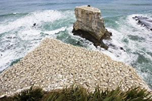 Gannets - nesting gannets at Muriwai gannet colony off west coast near Auckland Gannets - nesting gannets at Muriwai gannet colony off west coast near Auckland