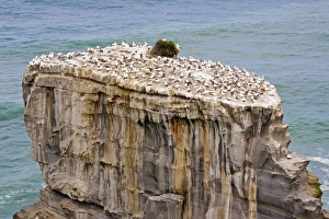 Gannets - nesting at Muriwai gannet colony off west coast near Auckland Gannets - nesting at Muriwai gannet colony off west coast near Auckland