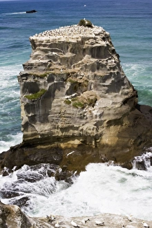 Gannets - nesting rock at Muriwai gannet colony off west coast near Auckland0 Gannets - nesting rock at Muriwai gannet colony off west coast near Auckland0