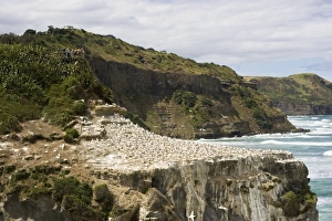 Gannets - visitors on viewing platform watching nesting gannets at Muriwai gannet colony Gannets - visitors on viewing platform watching nesting gannets at Muriwai gannet colony