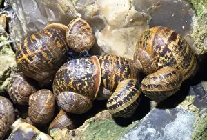 UK Garden Snails Hibernating Print SPH-2291