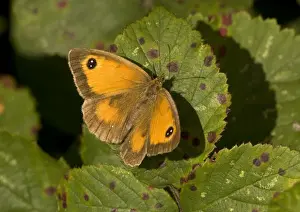Maniola Tithonus Prints: Gatekeeper Butterfly