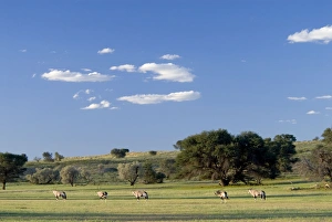 Gemsbok herd in evening light after good rains in the Auob Valley Gemsbok herd in evening light after good rains in the Auob Valley