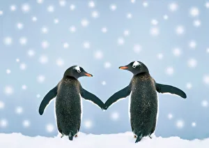 Gentoo Penguin - pair holding hands in the snow Gentoo Penguin - pair holding hands in the snow
