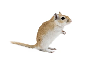 Gerbil - in studio Gerbil - in studio