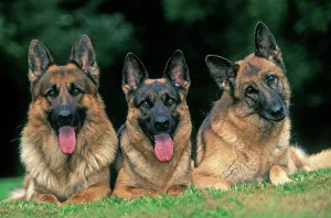 German Shepherd / Alsatian Dogs - Three lying down together German Shepherd / Alsatian Dogs - Three lying down together