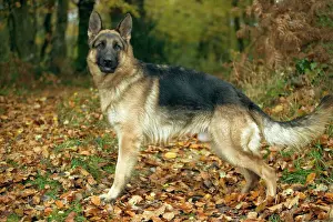 Prints of LA-1504 German Shepherd / Alsatian on Autumn walk Jean Michel Labat Please note that prints are for personal display purposes only and may not be reproduced in any way. Images Dated 2004 November: German Shepherd / Alsatian Print
