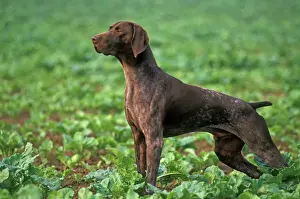 Prints of LA-3057 German Short-haired Pointer Jean Michel Labat Please note that prints are for personal display purposes only and may not be reproduced in any way. Pointer Prints: German Short-haired Pointer LA-3057 Print