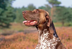 German Short-haired Pointer Dog German Short-haired Pointer Dog