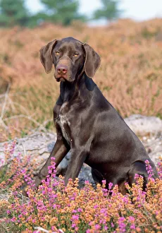 German Short-haired Pointer Dog - puppy in heather German Short-haired Pointer Dog - puppy in heather