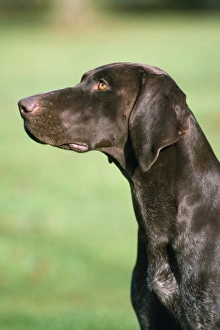 <b class=qtipBold><figcaption>German Shorthaired Pointer Dog</figcaption></b><br>JD-4677 German Shorthaired Pointer Dog John Daniels Please note that prints are for personal display purposes only and may not be reproduced in any way.<br><em>© John Daniels/ardea.com</em> German Shorthaired Pointer Dog