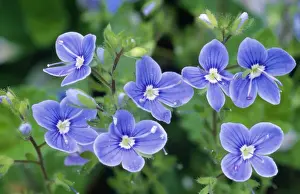 Germander Speedwell Prints: Germander Speedwell