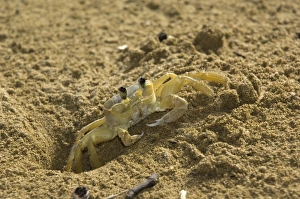 Ghost crab - close upfront view emerging from burrow Ghost crab - close upfront view emerging from burrow