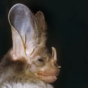 Ghost / False Vampire Bat