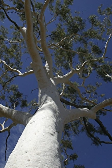 Ghost Gum - 33m tall. 300 years old Ghost Gum - 33m tall. 300 years old