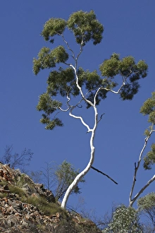 Ghost Gum - Named after the glisteneing white bark Ghost Gum - Named after the glisteneing white bark