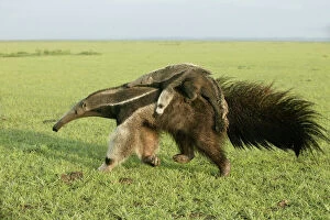 Images Dated 22nd April 2004: Giant Anteater - carrying young on back Llanos, Venezuela