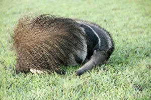 Images Dated 22nd April 2004: Giant Anteater - resting, sheltering young behind tail Llanos, Venezuela