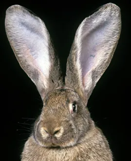 Giant Flemmish Rabbit - close-up of head & ears Giant Flemmish Rabbit - close-up of head & ears