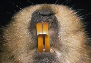 Pat Morris Photography Prints: Giant Mole Rat