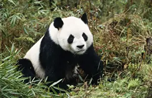 M Watson Wildlife Photography Prints: Giant Panda