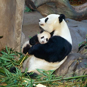 Images Dated 27th February 2008: Giant Panda - female holding four month old young born in a Zoo. San Diago Zoo, California, USA
