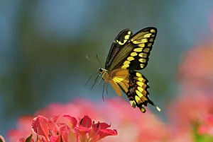 Giant Swallowtail Butterfly - in flight, about to land and nectar on blossom Giant Swallowtail Butterfly - in flight, about to land and nectar on blossom