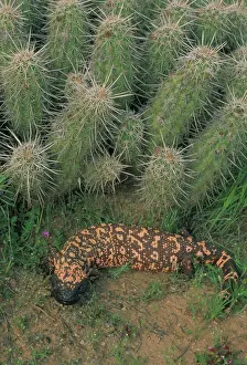 Prints of CAN-3055 Gila Monster -in Saguaro cactus boot Arizona, USA Heloderma suspectum One of only two venomous lizards in the world-protected species. Delivers venom through grooved teeth Gila Monster Prints: Gila Monster Print - Venomous Lizard in Saguaro Cactus Boot