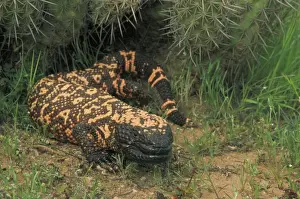 Prints of CAN-3058 Gila Monster - in Saguaro cactus boot Arizona, USA Heloderma suspectum One of only two venomous lizards in the world-protected species. Delivers venom through grooved teeth Gila Monster Prints: Gila Monster Print - Venomous Lizard in Saguaro Cactus Boot