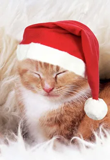 Ginger Cat - Kitten asleep on rug wearing Christmas hat Ginger Cat - Kitten asleep on rug wearing Christmas hat