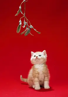 Cute Kittens For Sale Prints: Ginger Cat - kitten under mistletoe