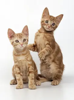 Feline Photography Art Prints: Ginger Cat Two kittens