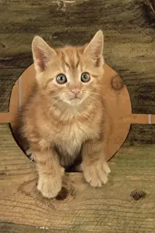 Cute Kittens Playing Prints: Ginger Kitten