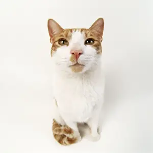 John Daniels Wildlife Photographer Prints: Ginger & White Cat