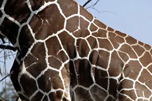 Mammal Photography Africa Prints: Girafe reticulee