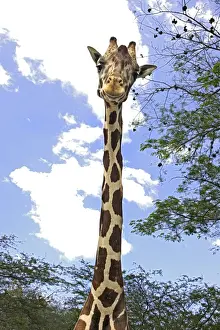 Prints of WAT-11646 Giraffe Giraffa camelopardalis M. Watson Please note that prints are for personal display purposes only and may not be reproduced in any way. Giraffe Prints: Giraffe Print - Giraffa camelopardalis