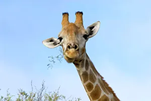 Giraffe chewing twigs of Grey Camelthorn Giraffe chewing twigs of Grey Camelthorn