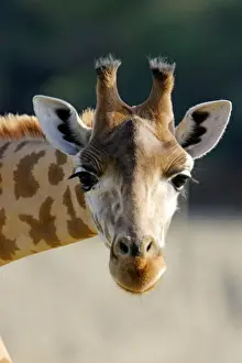 Close Up Wildlife Images Prints: Giraffe - close-up of head